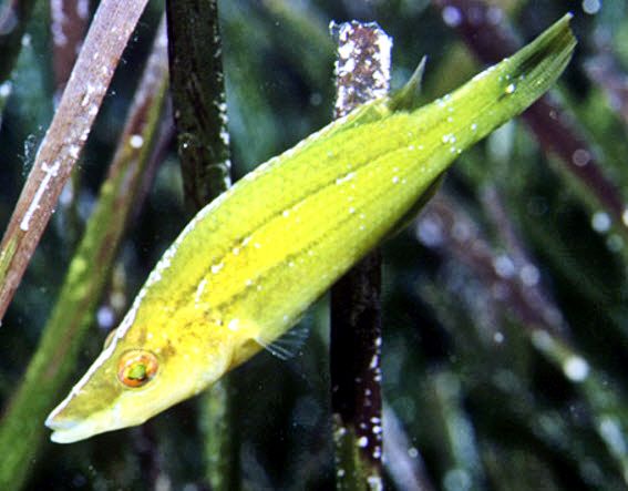 Symphodus rostratus_0004